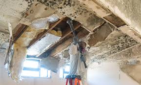 Best Mold Damage Restoration  in Nogales, AZ